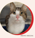 Local Animal Shelters Provide a Safe Haven for Animals