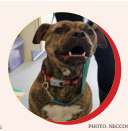 Local Animal Shelters Provide a Safe Haven for Animals