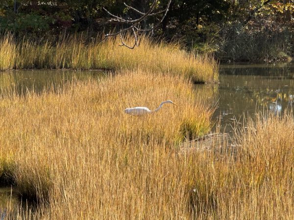 A heron, seen stalking its prey in Rocky Neck State Park.