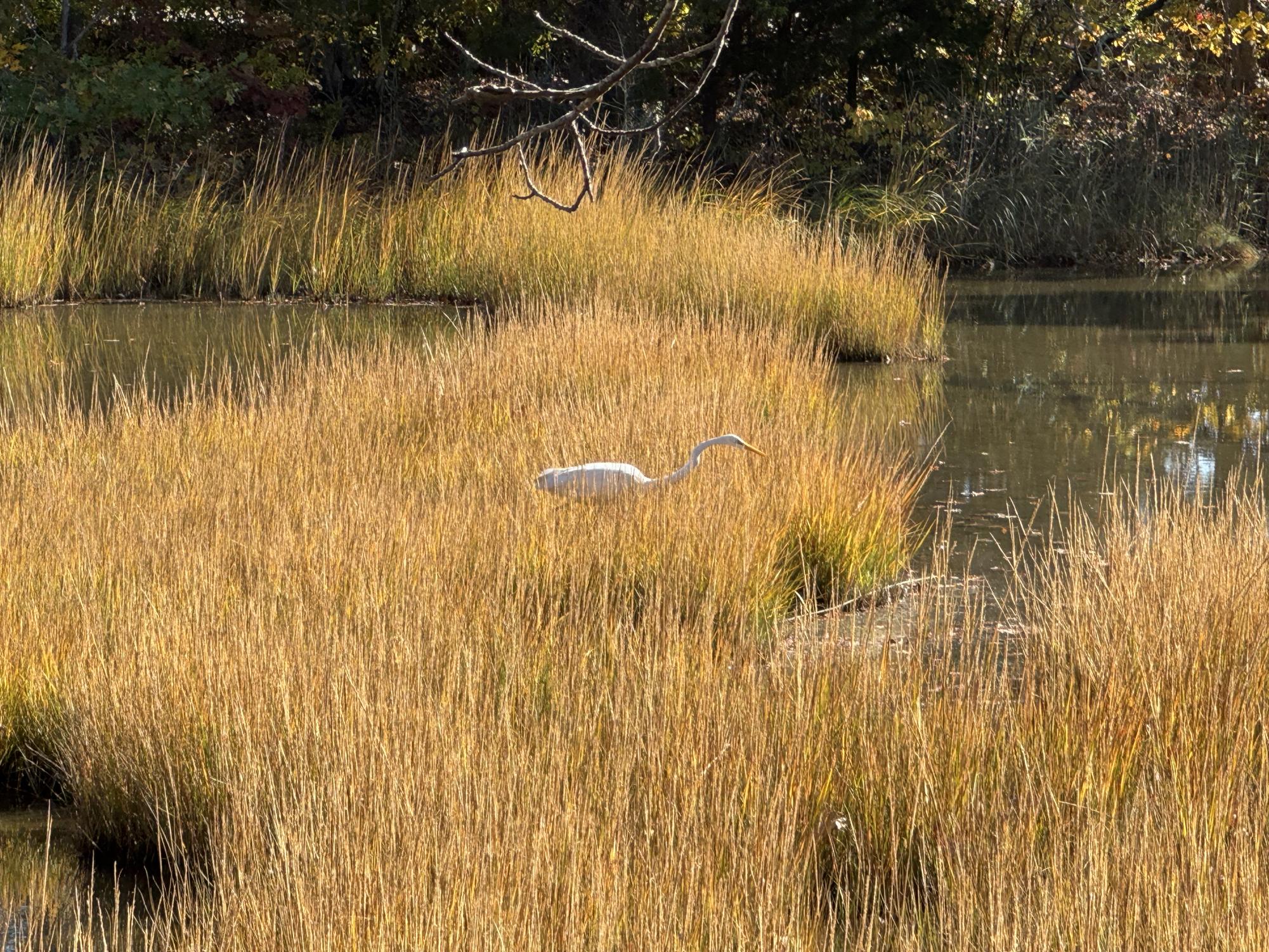 A heron, seen stalking its prey in Rocky Neck State Park.