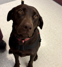 Ms. Stites’ service dog, Piper
