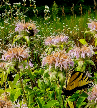 Paving the Way to Healthier Habitats