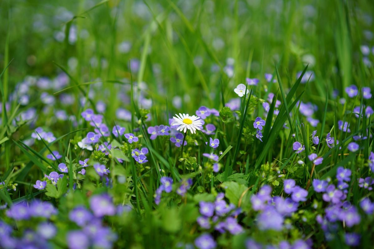 Earth Day: How You Can Make a Difference